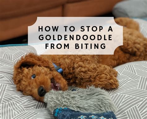  Ignore Your Dog to Punish Bad Behavior If you want to punish bad behavior in your Goldendoodle, you need to avoid using any kind of violence such as hitting your dog or yelling harshly at it as this will only provoke the dog and cause it to become more aggressive